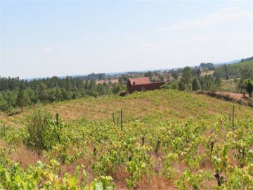 1 - Castelo Branco, Property