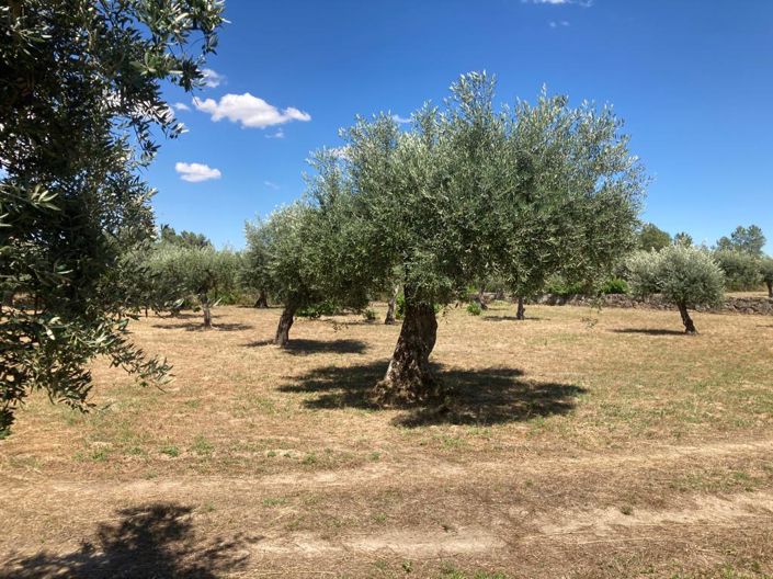 Image No.10-Propriété à vendre à Castelo Branco