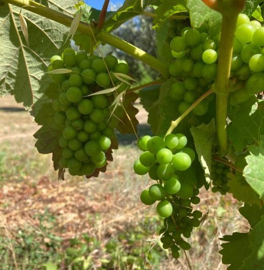 Image No.11-Propriété à vendre à Castelo Branco