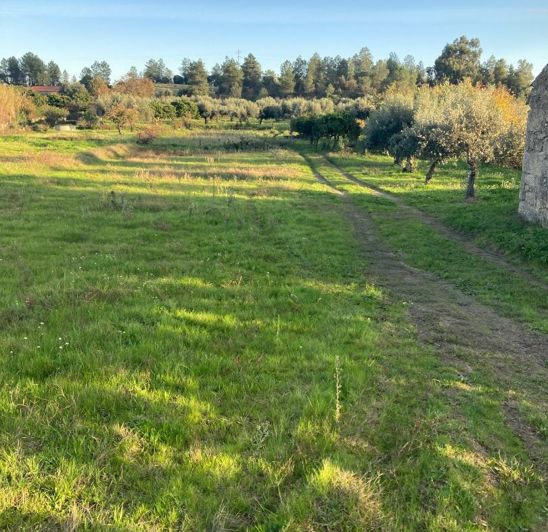 Image No.12-Propriété à vendre à Castelo Branco