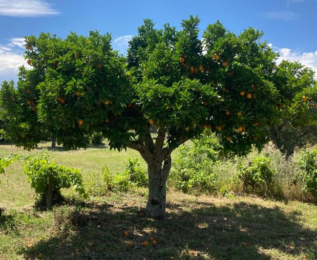 Image No.2-Propriété à vendre à Castelo Branco