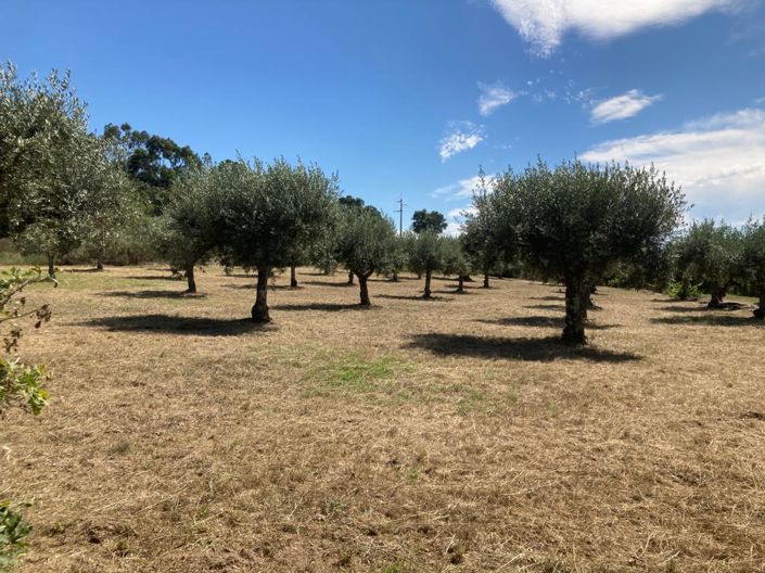 Image No.5-Propriété à vendre à Castelo Branco