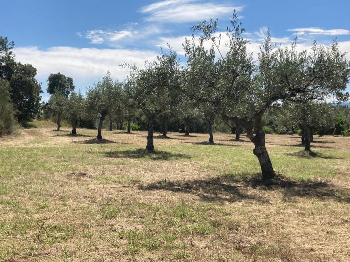 Image No.8-Propriété à vendre à Castelo Branco