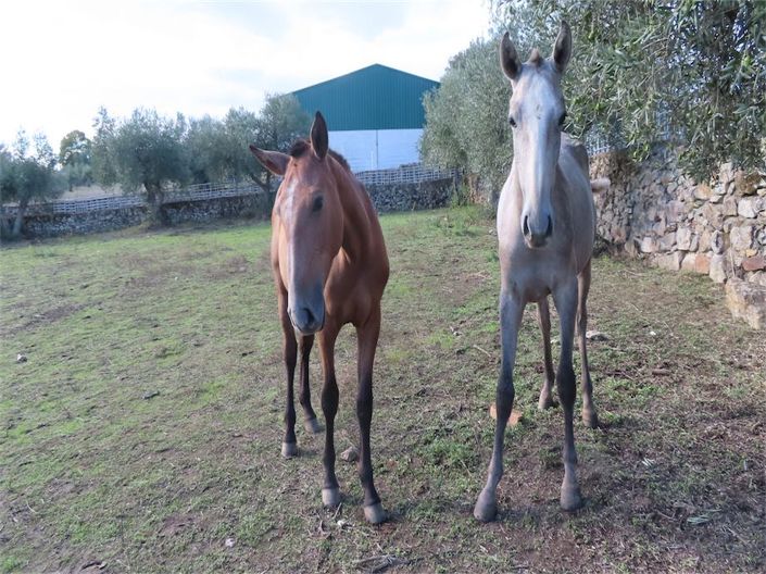 Image No.4-3 Bed Property for sale