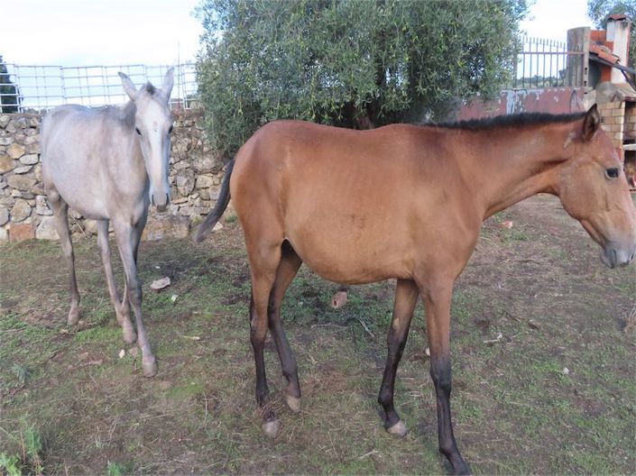 Image No.5-Propriété de 3 chambres à vendre à Castelo Branco