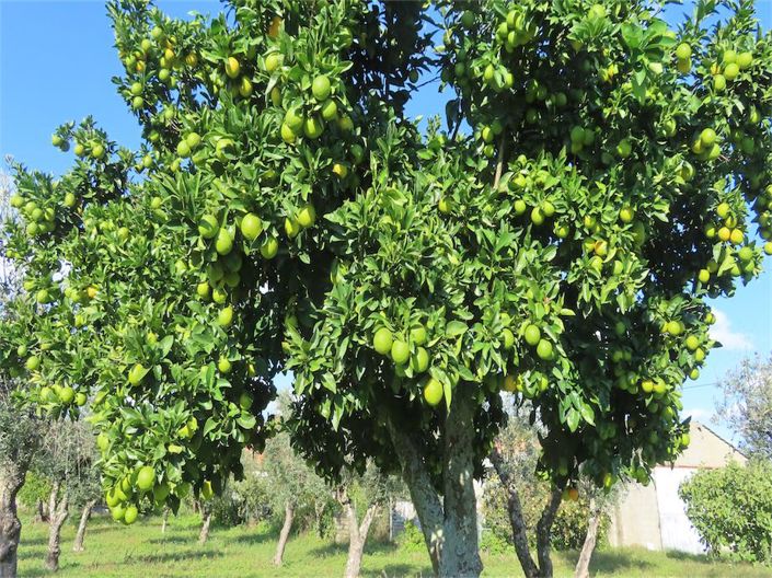 Image No.19-Propriété de 3 chambres à vendre à Castelo Branco