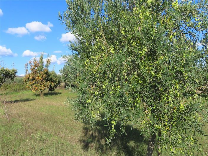 Image No.28-Propriété de 3 chambres à vendre à Castelo Branco