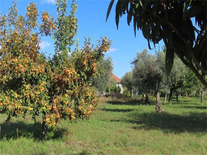 Image No.32-Propriété de 3 chambres à vendre à Castelo Branco