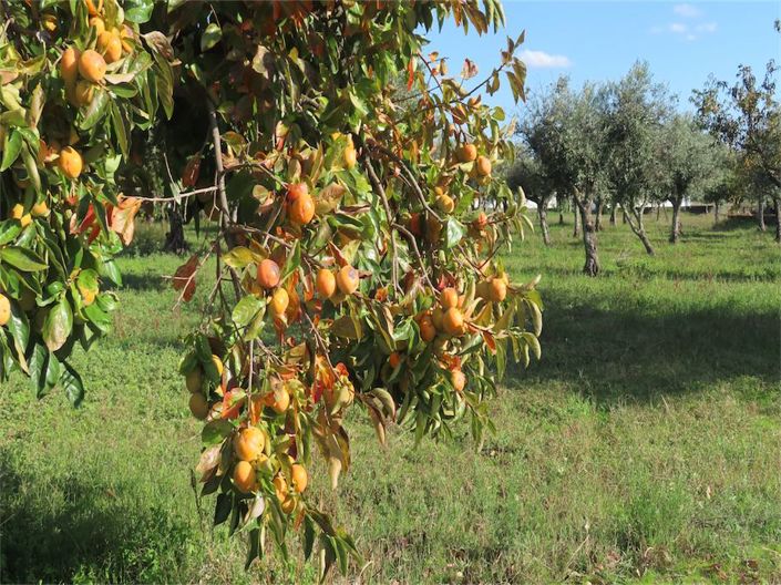 Image No.33-Propriété de 3 chambres à vendre à Castelo Branco