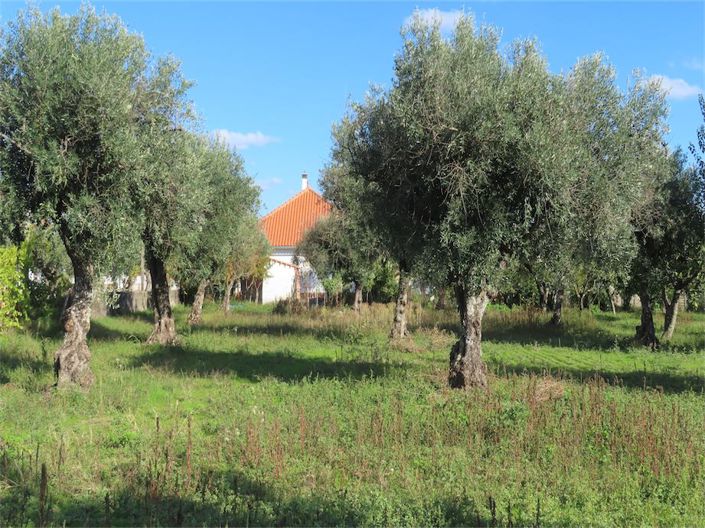 Image No.34-Propriété de 3 chambres à vendre à Castelo Branco