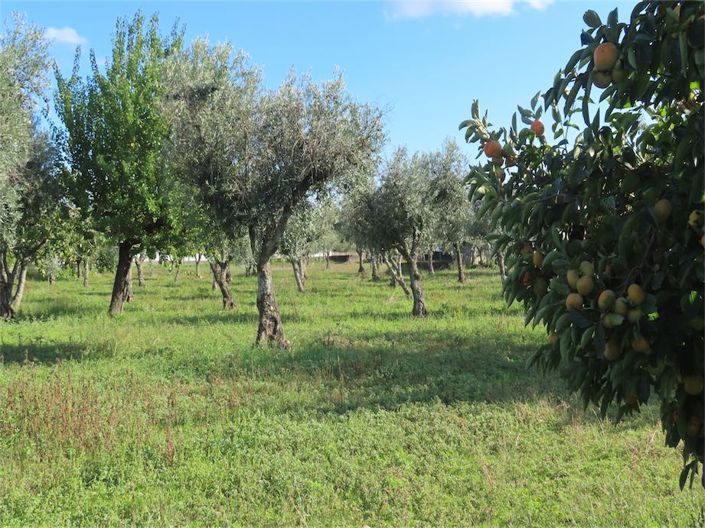 Image No.35-Propriété de 3 chambres à vendre à Castelo Branco