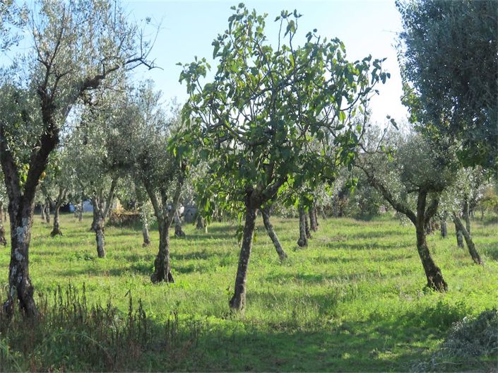 Image No.38-Propriété de 3 chambres à vendre à Castelo Branco
