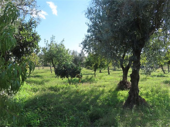 Image No.41-Propriété de 3 chambres à vendre à Castelo Branco