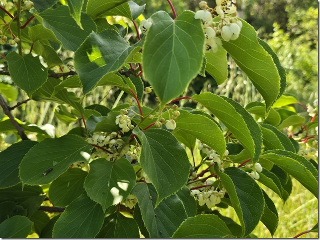 Image No.25-Property for sale