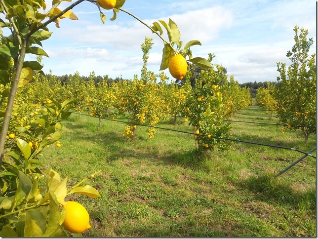 Image No.35-Property for sale