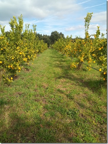 Image No.36-Property for sale