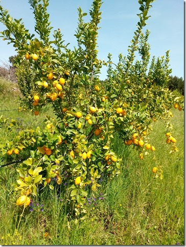 Image No.37-Property for sale