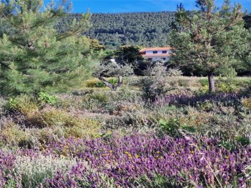lavander