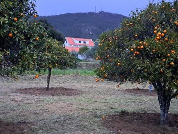 orangegrove