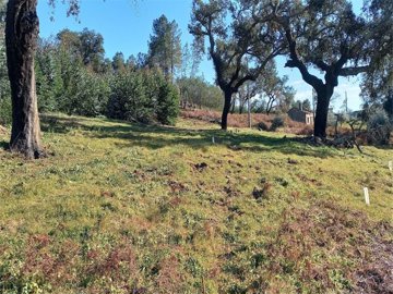 1 - Castelo Branco, Property