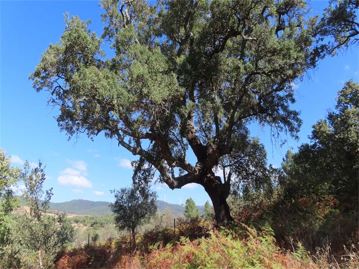 Image No.25-Property for sale