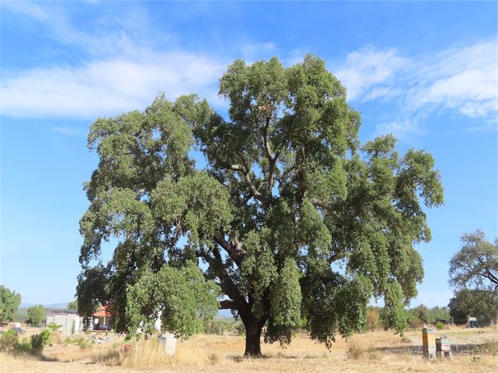 Image No.41-3 Bed Property for sale