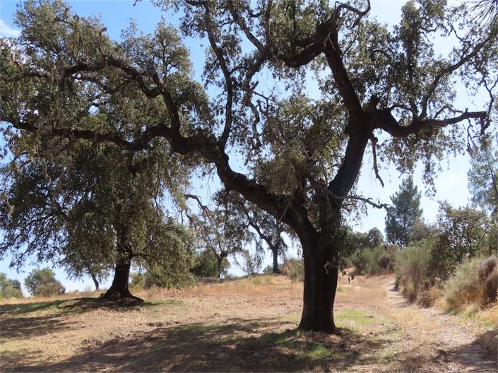 Image No.42-3 Bed Property for sale