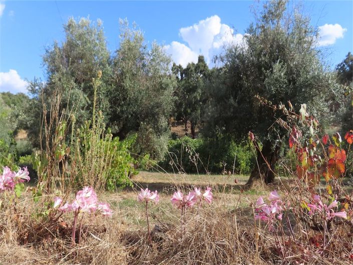 Image No.35-Property for sale