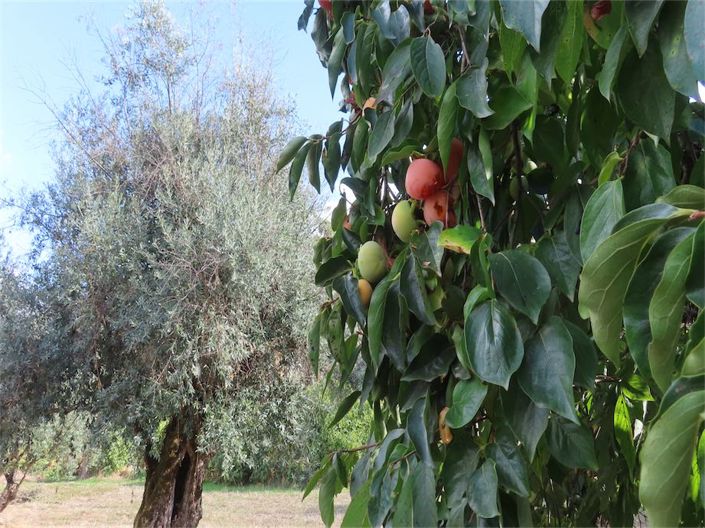 Image No.36-Property for sale