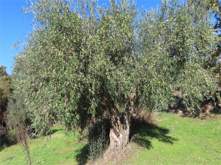 Image No.21-5 Bed Property for sale