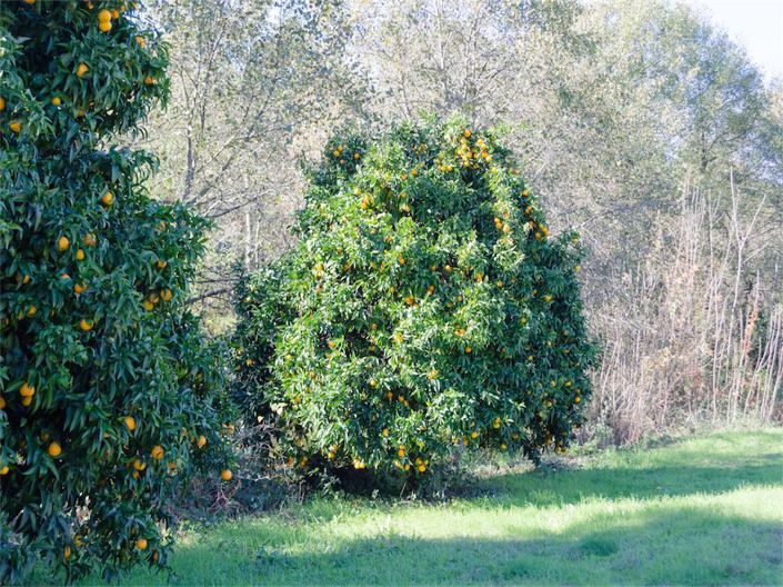 Image No.32-5 Bed Property for sale