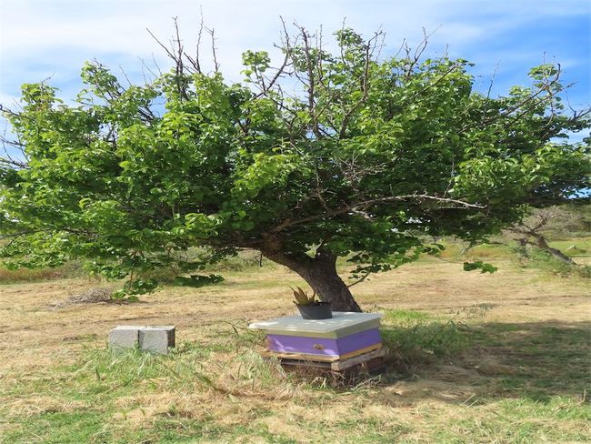 Image No.29-Propriété de 2 chambres à vendre à Castelo Branco