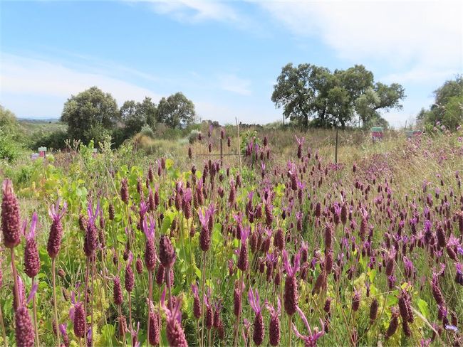 Image No.3-Propriété de 2 chambres à vendre à Castelo Branco