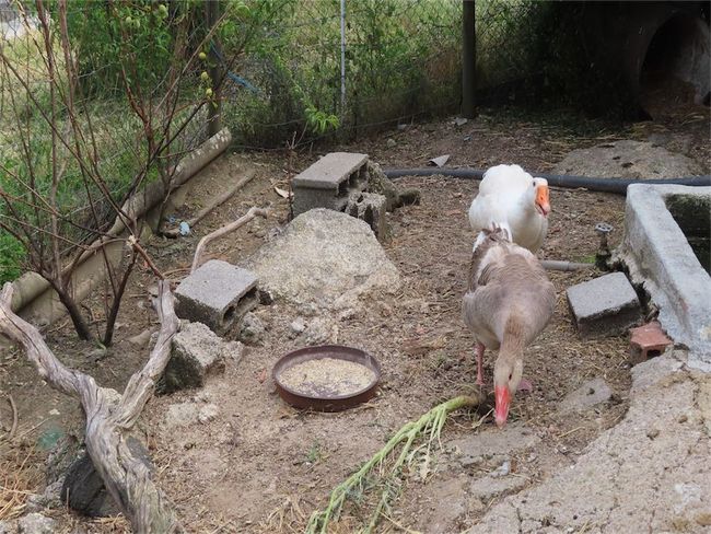 Image No.38-Propriété de 2 chambres à vendre à Castelo Branco