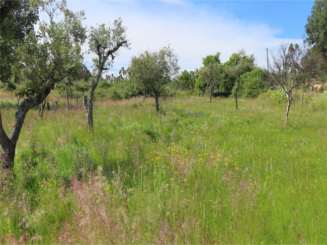 Image No.49-Propriété de 2 chambres à vendre à Castelo Branco