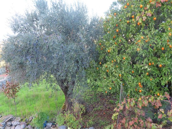 Image No.3-Propriété de 3 chambres à vendre à Castelo Branco