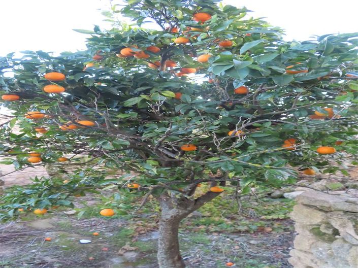Image No.4-Propriété de 3 chambres à vendre à Castelo Branco
