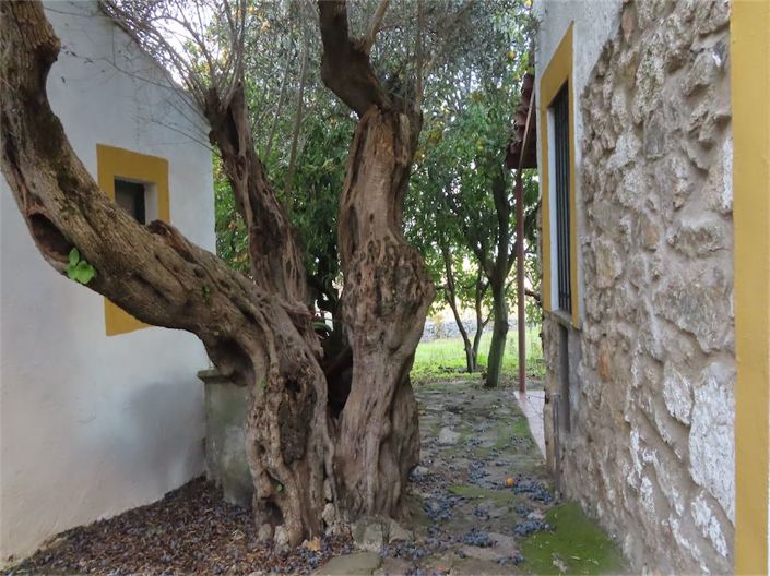 Image No.6-Propriété de 3 chambres à vendre à Castelo Branco