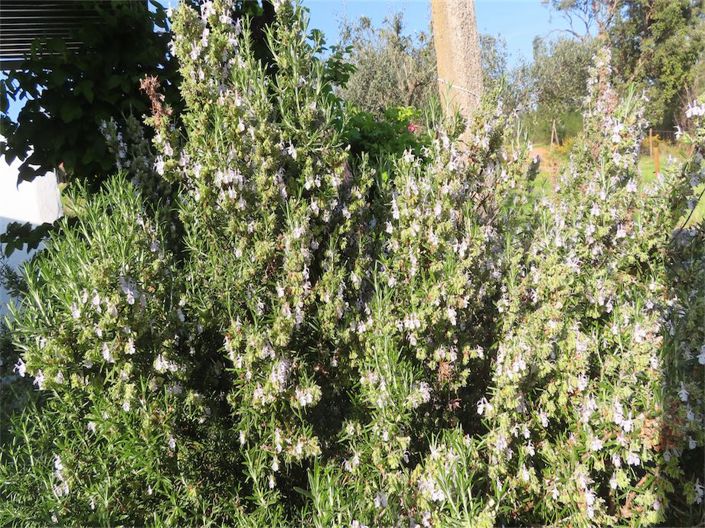 Image No.44-Propriété de 2 chambres à vendre à Castelo Branco