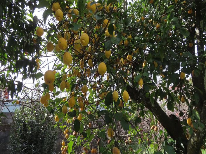 Image No.11-Propriété de 3 chambres à vendre à Castelo Branco
