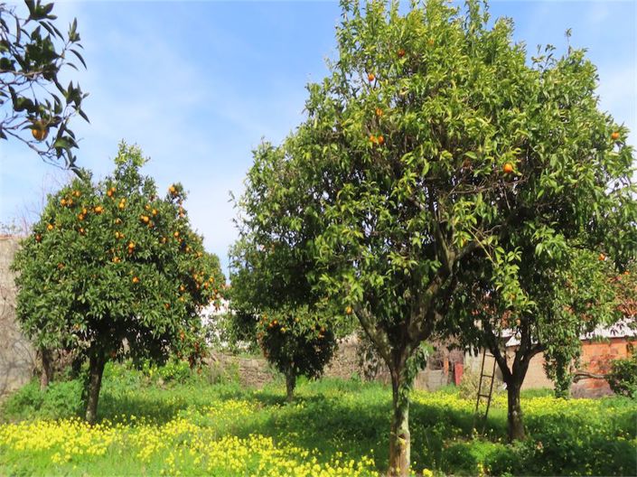 Image No.12-Propriété de 3 chambres à vendre à Castelo Branco