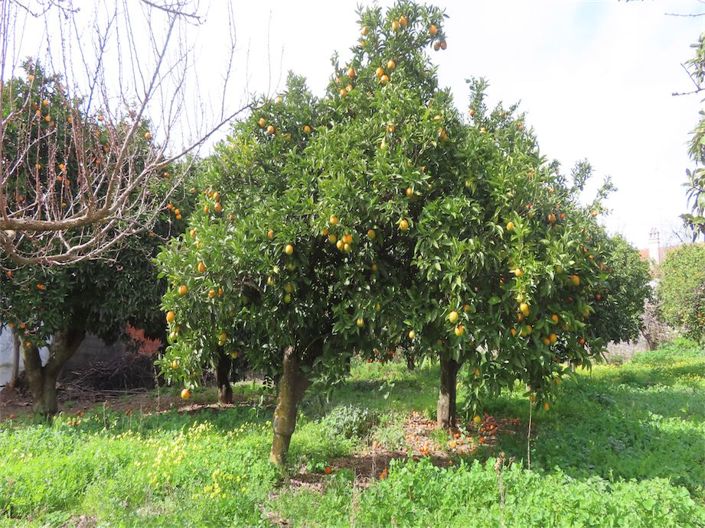 Image No.8-Propriété de 3 chambres à vendre à Castelo Branco