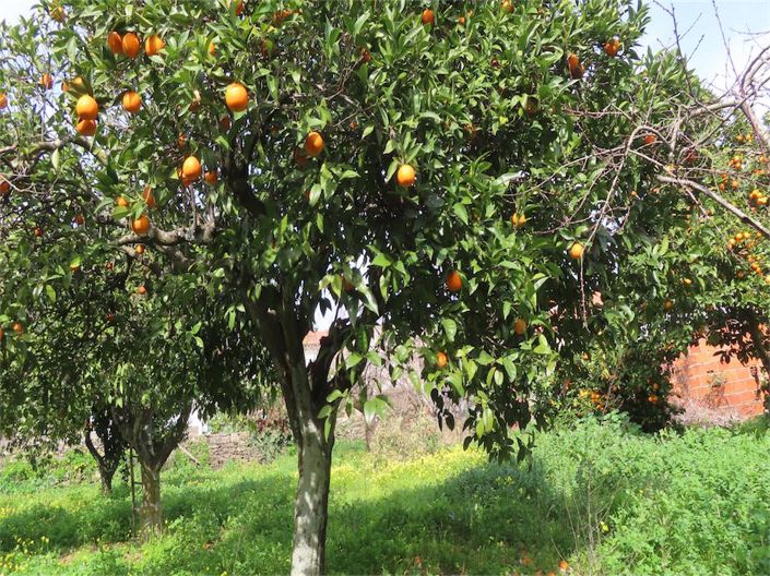 Image No.9-Propriété de 3 chambres à vendre à Castelo Branco