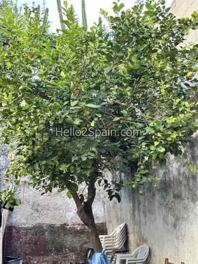 Image No.24-Maison de ville de 4 chambres à vendre à Pedreguer