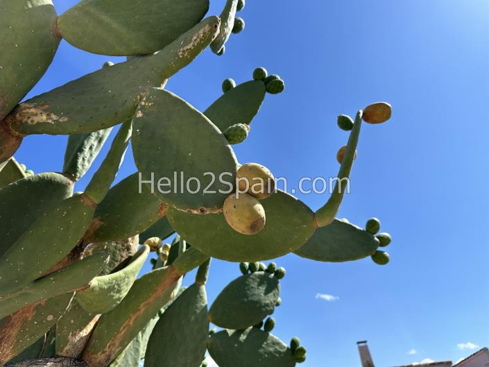 Image No.36-3 Bed Country House for sale