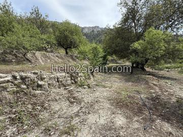 IMG_6785