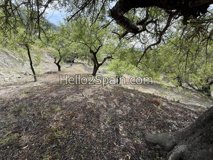 Image No.15-Terre à vendre à Vall de Gallinera