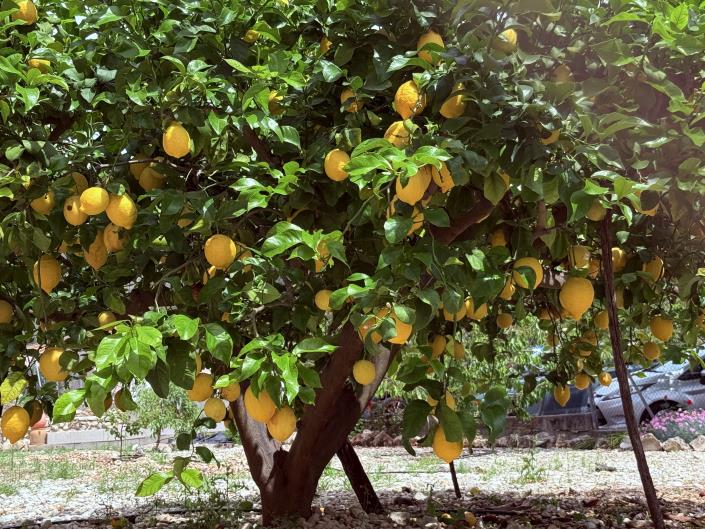 Image No.27-Terre à vendre à Vall de Gallinera