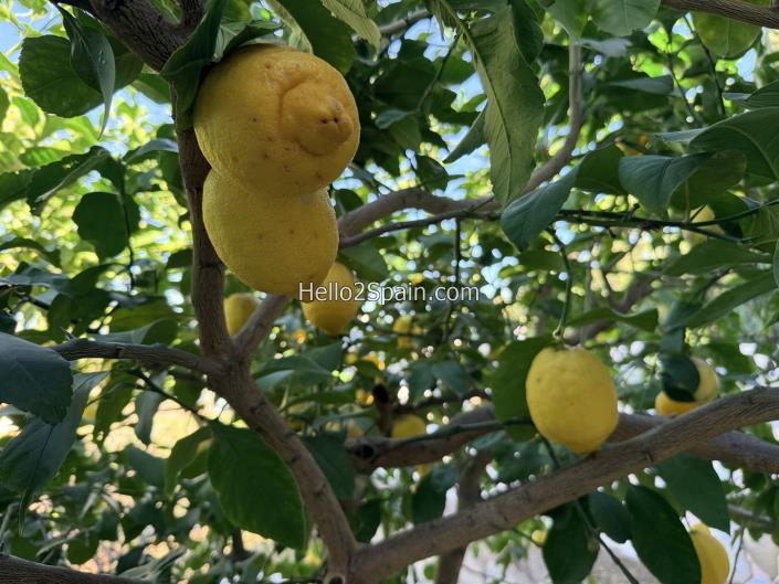 Image No.44-4 Bed Villa / Detached for sale