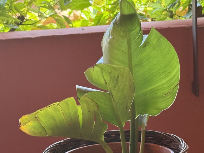 Image No.15-3 Bed Apartment for sale